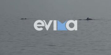 Εντυπωσιακές εικόνες με δελφίνια να δίνουν «σόου» στο νερό – Δείτε βίντεο