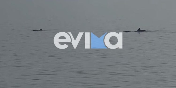 Εντυπωσιακές εικόνες με δελφίνια να δίνουν «σόου» στο νερό – Δείτε βίντεο