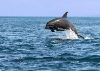 Μια απότομη αύξηση πληθυσμού φυτοπλαγκτού στη Φλόριντα προκαλεί λιμό στα δελφίνια