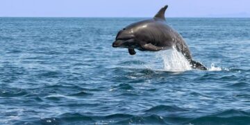 Μια απότομη αύξηση πληθυσμού φυτοπλαγκτού στη Φλόριντα προκαλεί λιμό στα δελφίνια