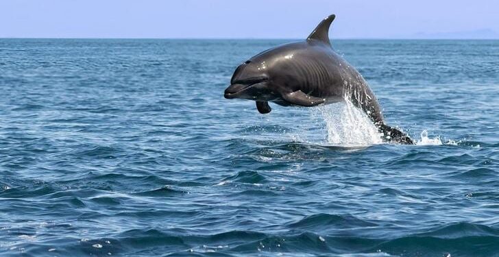 Μια απότομη αύξηση πληθυσμού φυτοπλαγκτού στη Φλόριντα προκαλεί λιμό στα δελφίνια