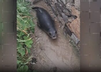 Μύκονος: Μικρή φώκια έκανε βόλτα στην στεριά – Πολίτες την οδήγησαν πίσω στη θάλασσα