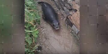 Μύκονος: Μικρή φώκια έκανε βόλτα στην στεριά – Πολίτες την οδήγησαν πίσω στη θάλασσα