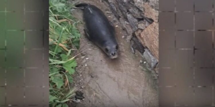 Μύκονος: Μικρή φώκια έκανε βόλτα στην στεριά – Πολίτες την οδήγησαν πίσω στη θάλασσα