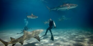 Επιστήμονες λένε ότι οι επιθέσεις από καρχαρίες αυξάνονται λόγω των… influencer