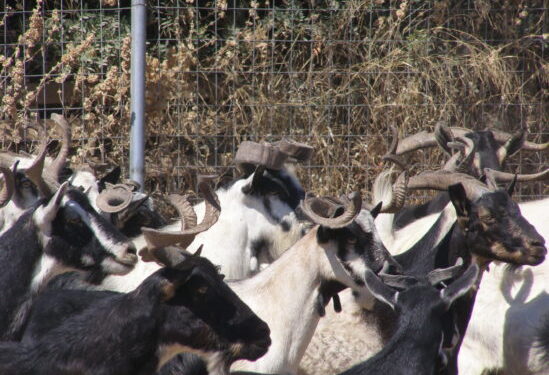 Μία αρχαία ελληνική γίδα απειλείται με εξαφάνιση