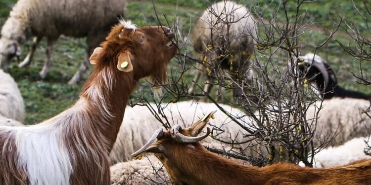 Κατάσχεσαν κατσίκι από καρότσα αυτοκινήτου επειδή… δεν είχε χαρτιά