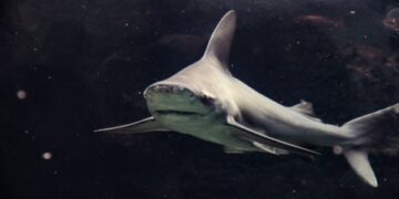 Καρχαρίες στις ελληνικές θάλασσες: Πόσο πρέπει να φοβόμαστε τελικά;