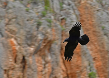 Ένα… κοράκι άφησε χωρίς ηλεκτρικό ρεύμα την Ιεράπετρα