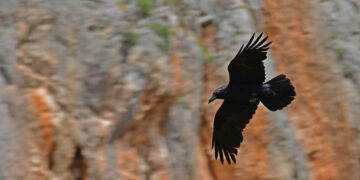 Ένα… κοράκι άφησε χωρίς ηλεκτρικό ρεύμα την Ιεράπετρα