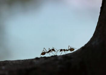 Κένυα: Συνελήφθησαν δύο έφηβοι Βέλγοι για λαθρεμπόριο 5.000 μυρμηγκιών