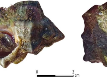 Ανακαλύφθηκε αρχαίο εργοστάσιο παραγωγής πορφύρας