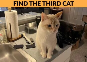 Μόνο 1 στους 10 ανθρώπους θα βρει την γάτα σε 8 δευτερόλεπτα