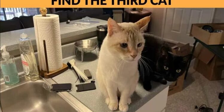 Μόνο 1 στους 10 ανθρώπους θα βρει την γάτα σε 8 δευτερόλεπτα