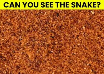Μόνο το 1% των ανθρώπων θα βρει το φίδι σε 5 δευτερόλεπτα