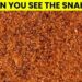 Μόνο το 1% των ανθρώπων θα βρει το φίδι σε 5 δευτερόλεπτα