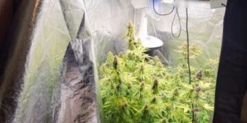 Παλαιό Φάληρο: Εντοπίστηκε πλήρως εξοπλισμένο εργαστήριο καλλιέργειας κάνναβης – 2 συλλήψεις