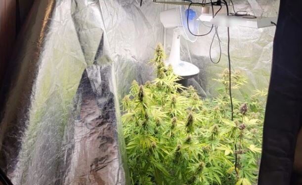 Παλαιό Φάληρο: Εντοπίστηκε πλήρως εξοπλισμένο εργαστήριο καλλιέργειας κάνναβης – 2 συλλήψεις