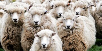 3 κρούσματα ευλογιάς αιγοπροβάτων στη Νέα Φώκαια Χαλκιδικής