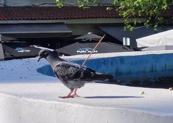 Αδιανόητο περιστατικό στις Σέρρες – Άγνωστος κάρφωσε ξυλάκι από σουβλάκι σε περιστέρι