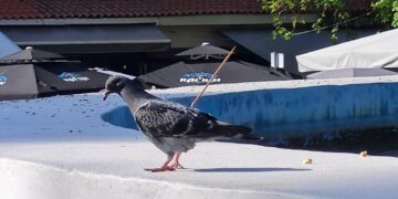 Αδιανόητο περιστατικό στις Σέρρες – Άγνωστος κάρφωσε ξυλάκι από σουβλάκι σε περιστέρι