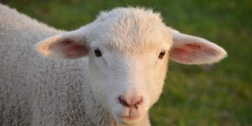 Τι σημαίνει η φράση «Ως πρόβατον επί σφαγήν» και από πού προέρχεται