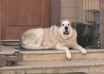 Αριζόνα: Σκύλος – ήρωας έσωσε ένα 2χρονο αγόρι