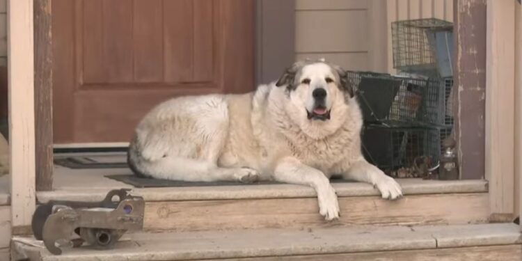 Αριζόνα: Σκύλος – ήρωας έσωσε ένα 2χρονο αγόρι