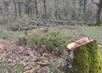 Κακουργηματική δίωξη στον 35χρονο που συνελήφθη για παράνομη υλοτομία στο δάσος της Αρέθουσας