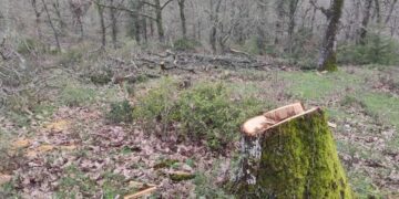 Κακουργηματική δίωξη στον 35χρονο που συνελήφθη για παράνομη υλοτομία στο δάσος της Αρέθουσας