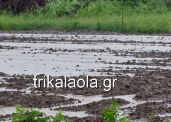 Έντονη βροχόπτωση και χαλάζι στα Τρίκαλα – «Άσπρισαν» τα χωράφια
