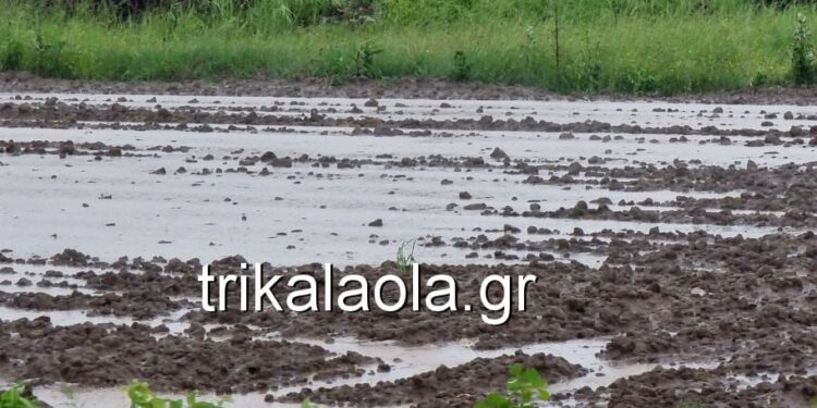Έντονη βροχόπτωση και χαλάζι στα Τρίκαλα – «Άσπρισαν» τα χωράφια