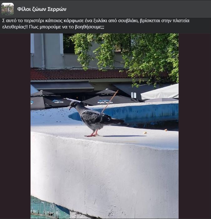 Σέρρες Περιστέρι