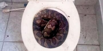 Πύθωνας 3,5 μέτρων πετάχτηκε από τη λεκάνη και δάγκωσε άνδρα