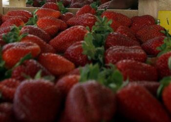 Η κλιματική αλλαγή παράγει φράουλες XL (βίντεο)