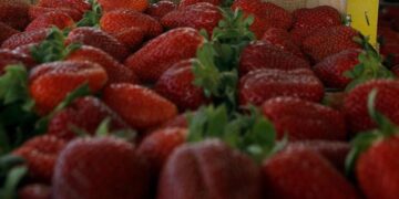 Η κλιματική αλλαγή παράγει φράουλες XL (βίντεο)