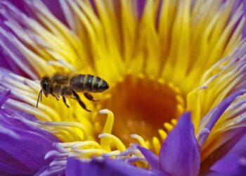 Τα λουλούδια ακούνε τις μέλισσες να πλησιάζουν και τις δελεάζουν με περισσότερο νέκταρ