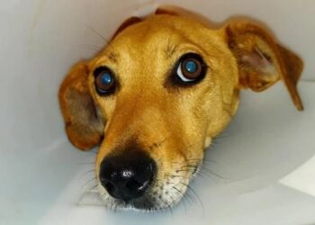 Κρήτη: Φρικτή κακοποίηση σκύλου στο Ηράκλειο