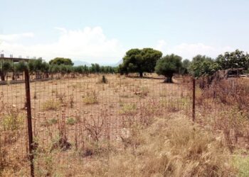 Καθαρισμός οικοπέδων: Υποβλήθηκαν 205.000 ολοκληρωμένες δηλώσεις