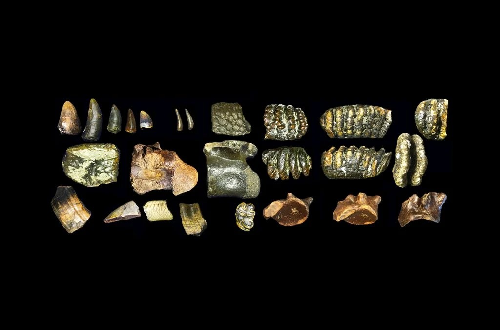Απολιθώματα του Homo erectus. Φωτογραφία: Πανεπιστήμιο του Λέιντεν