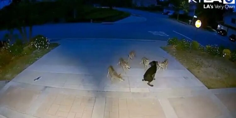 Αγέλη κογιότ εναντίον σκύλου: Αδέσποτο κουτάβι άντεξε 45 λεπτά ύπουλης επίθεσης