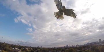 Τα γεράκια χρησιμοποιούν το μποτιλιάρισμα στους δρόμους ως καμουφλάζ επίθεσης στα θηράματα τους