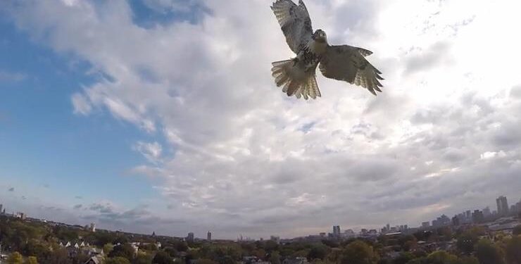Τα γεράκια χρησιμοποιούν το μποτιλιάρισμα στους δρόμους ως καμουφλάζ επίθεσης στα θηράματα τους