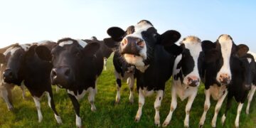 Τι πρέπει να τρώνε οι αγελάδες για καλύτερα τυριά