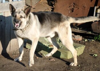 Κοζάνη: Σκύλος δάγκωσε ανήλικη – Σύλληψη της ιδιοκτήτριας του ζώου