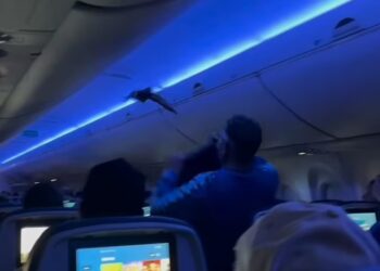 Βίντεο: Δύο περιστέρια έκαναν… check-in σε αεροπορική πτήση