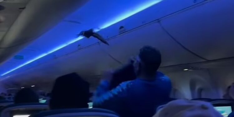 Βίντεο: Δύο περιστέρια έκαναν… check-in σε αεροπορική πτήση