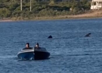 Βίντεο: Τεράστιος καρχαρίας 6 μέτρων εντοπίστηκε να κολυμπά σε λιμνοθάλασσα δίπλα σε βάρκα