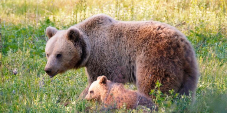 σοκ στη Σλοβακία: Νόμιμη η πώληση του κρέατος αρκούδας