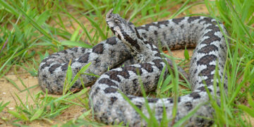 Οχιά τσίμπησε 19χρονο στην Αλόννησο